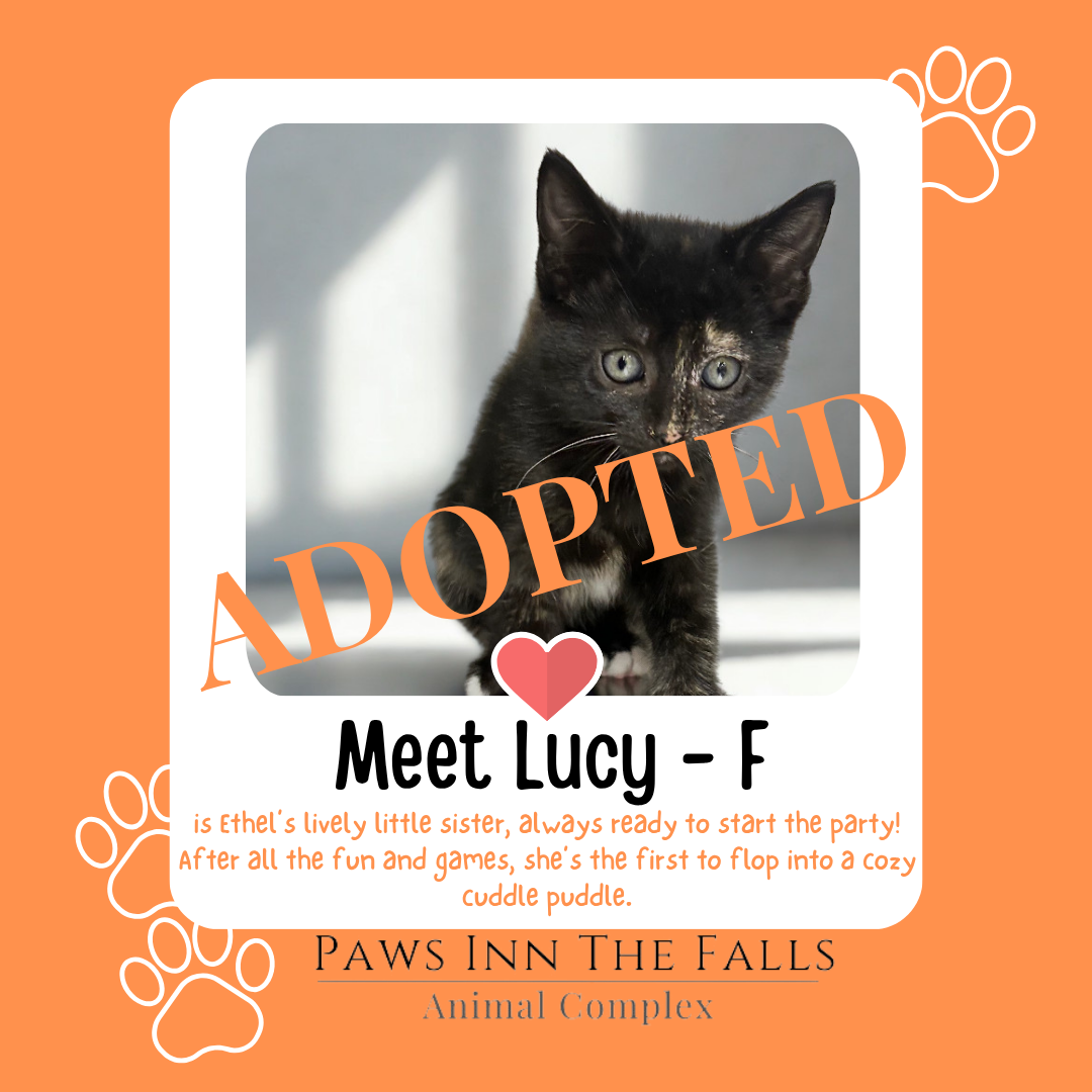 Lucy Adopted.png