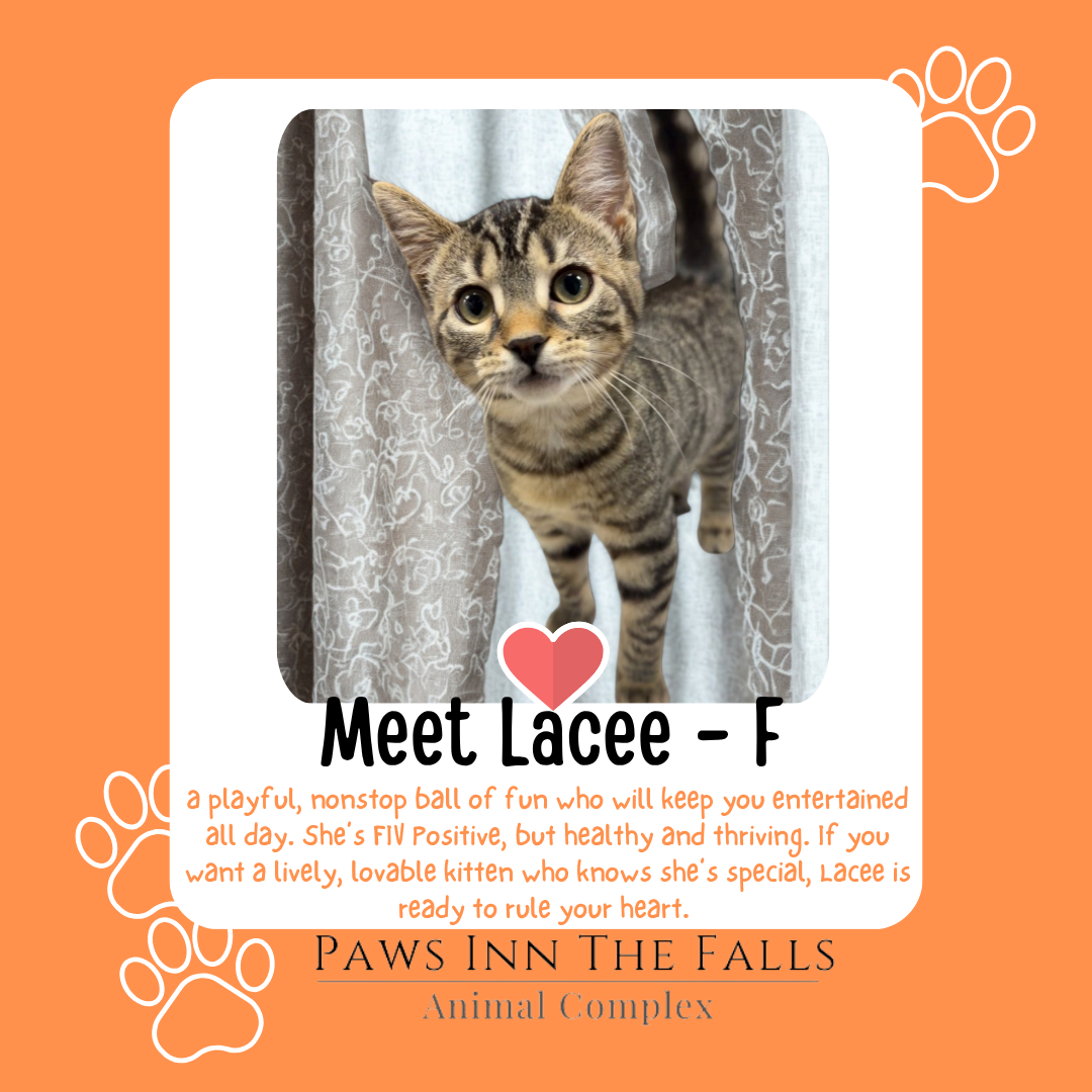 Lacee web.png