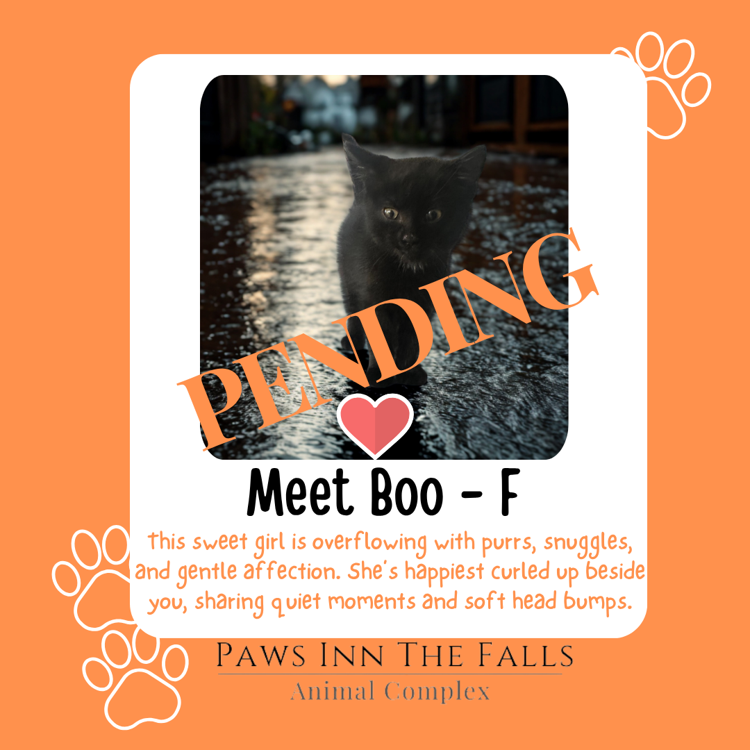boo pending.png