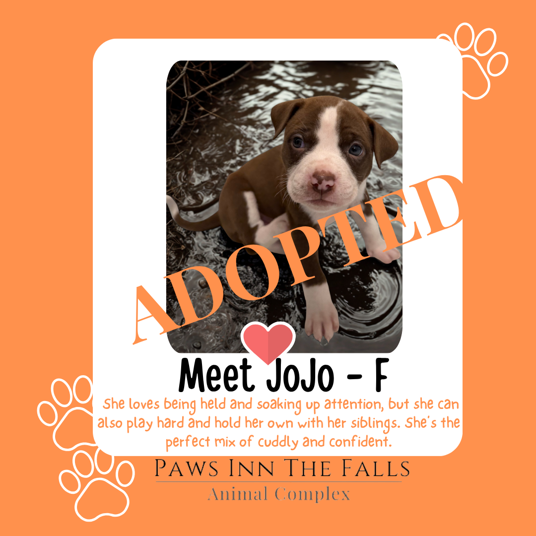 JoJo adopted.png