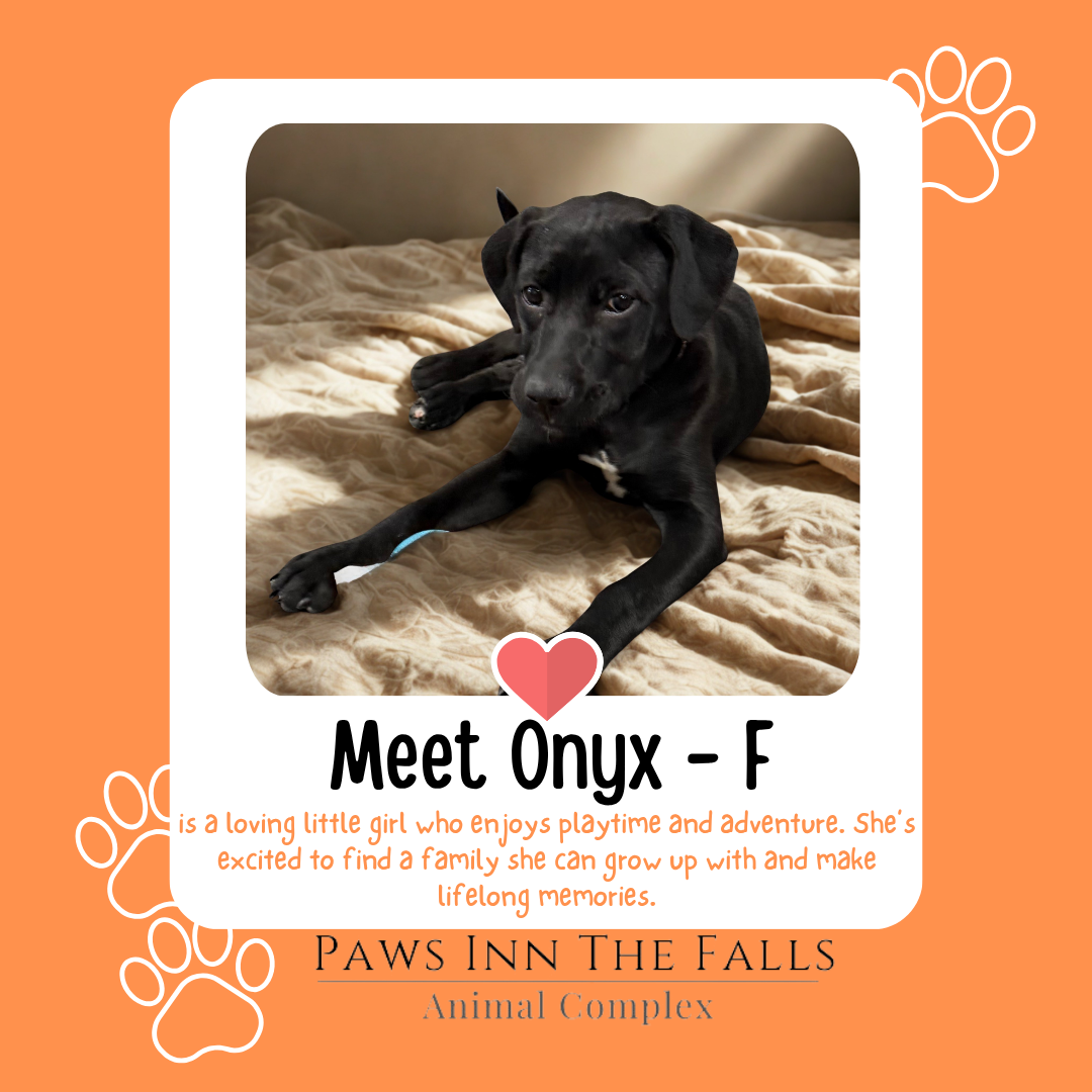 ONYX WEB.png