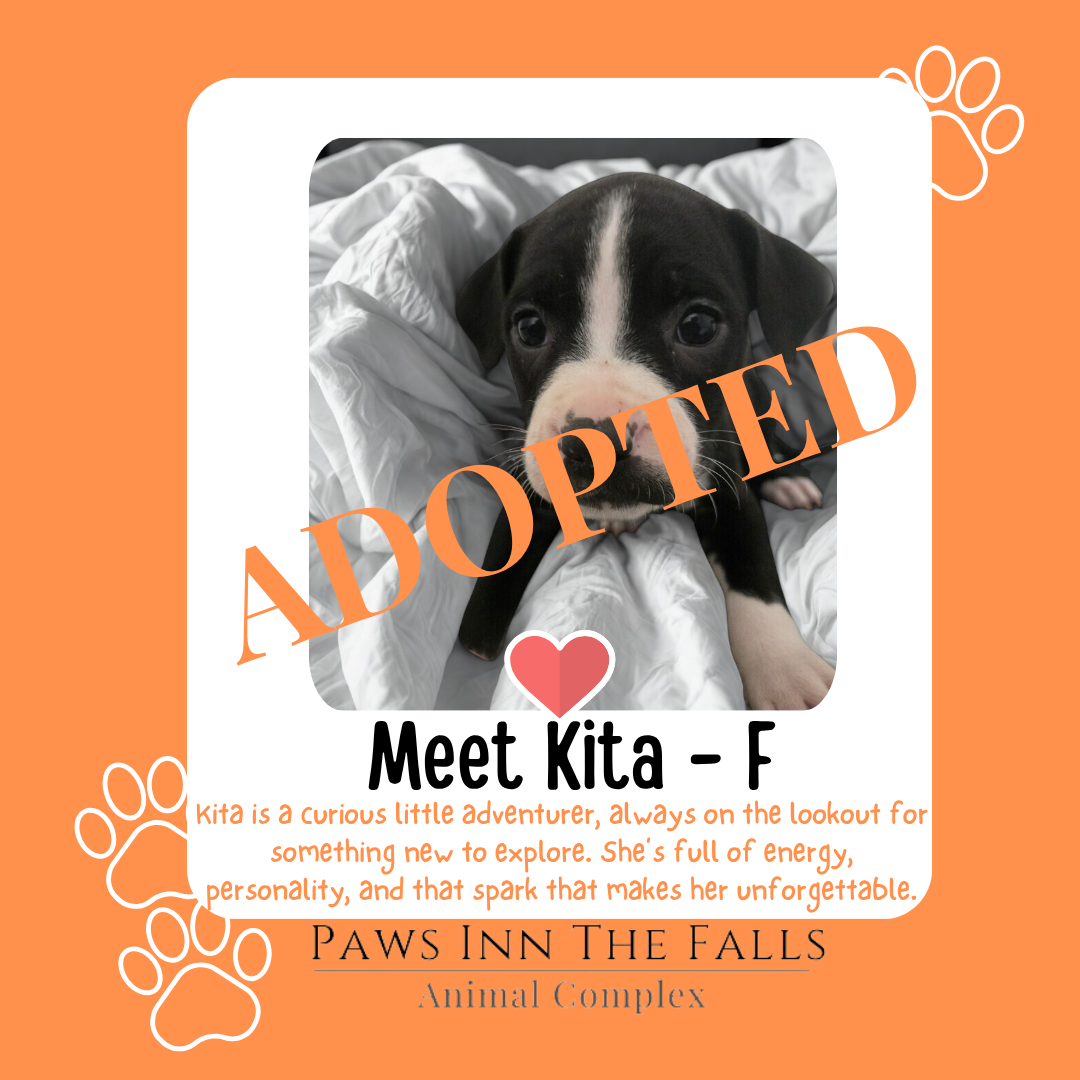 Kita adopted.png