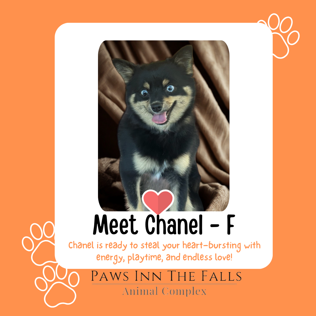 Chael web.png