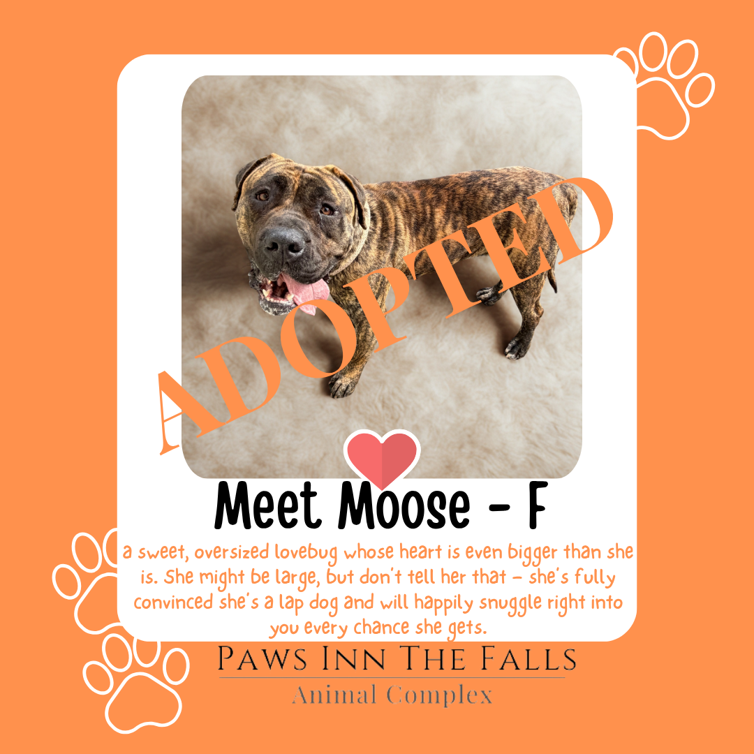 Moose adopted.png