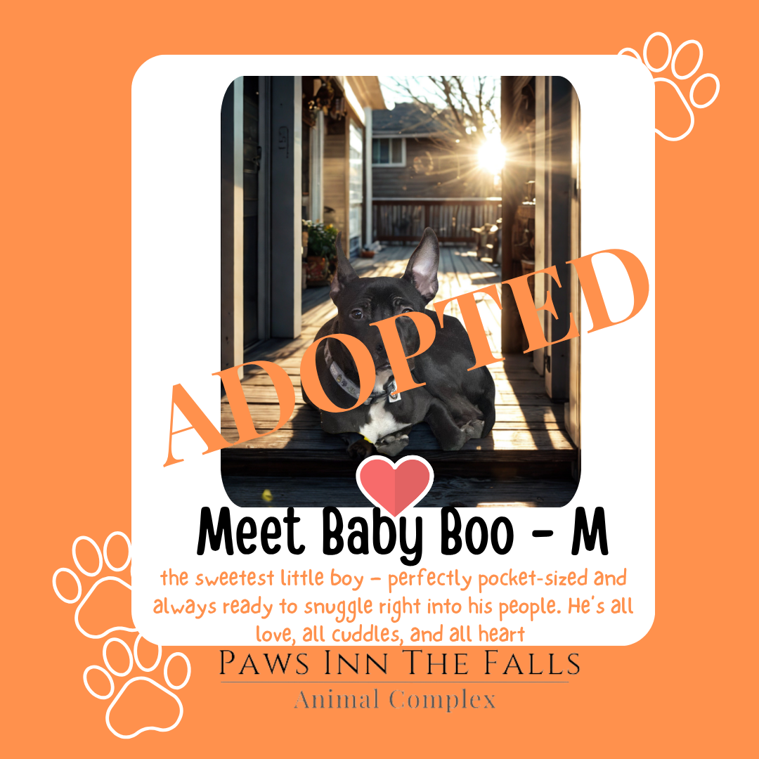 Boo adopted.png