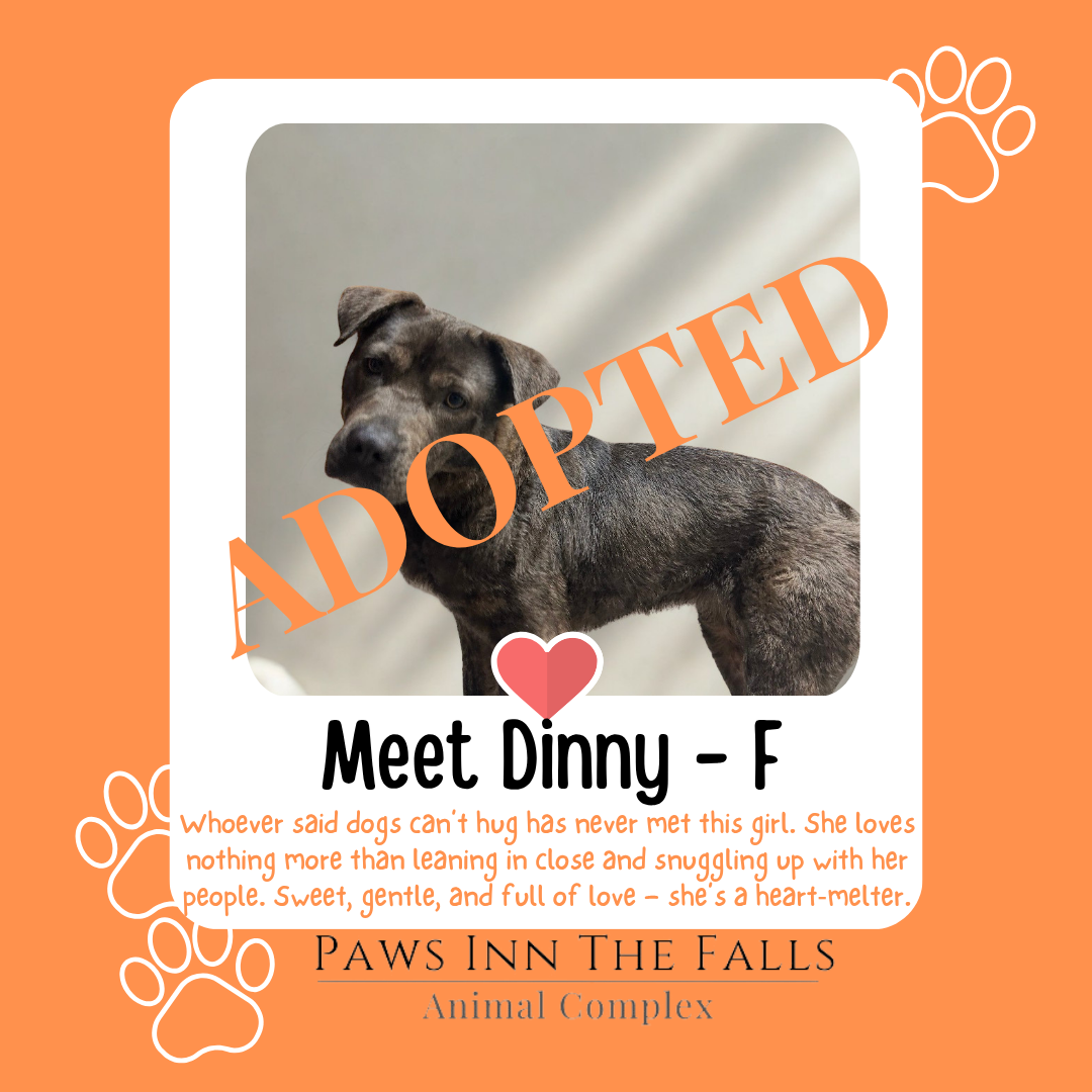 Dinny adopted.png