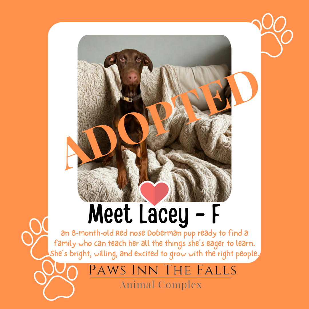 Lacie adopted.png
