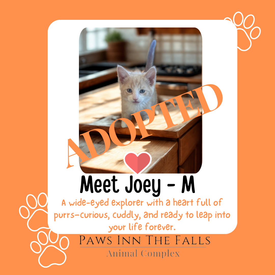 joey adopted.png
