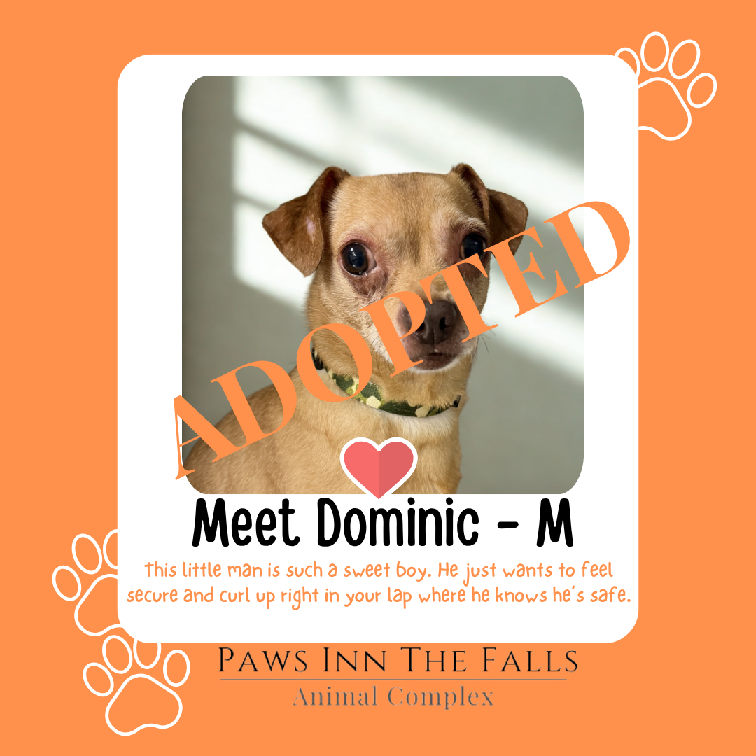 Dominic Dog adopted.png