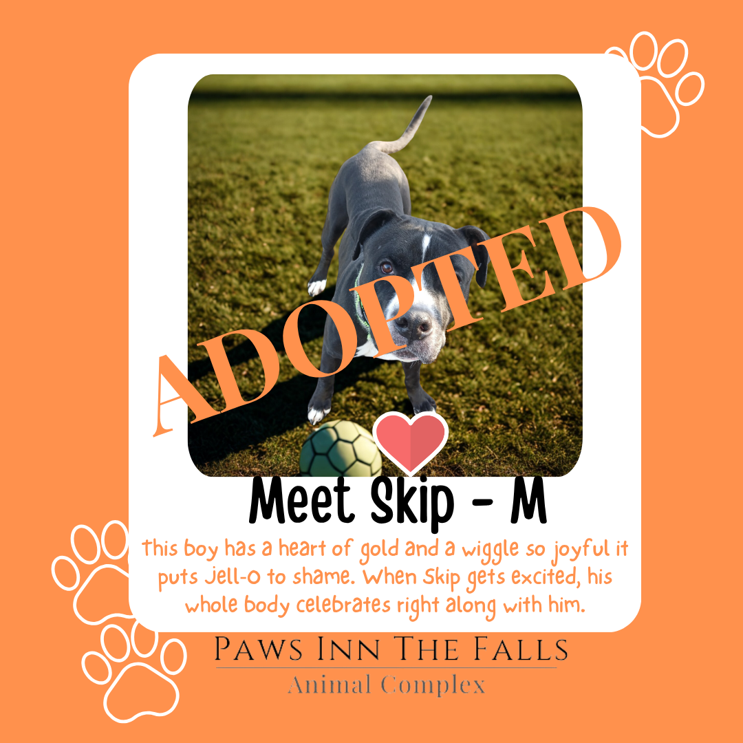 Skip adopted.png