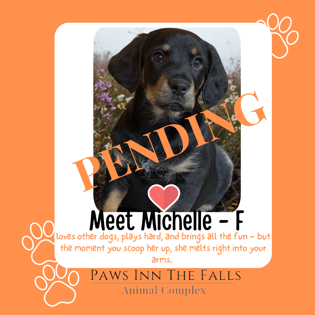 Michelle pending.png
