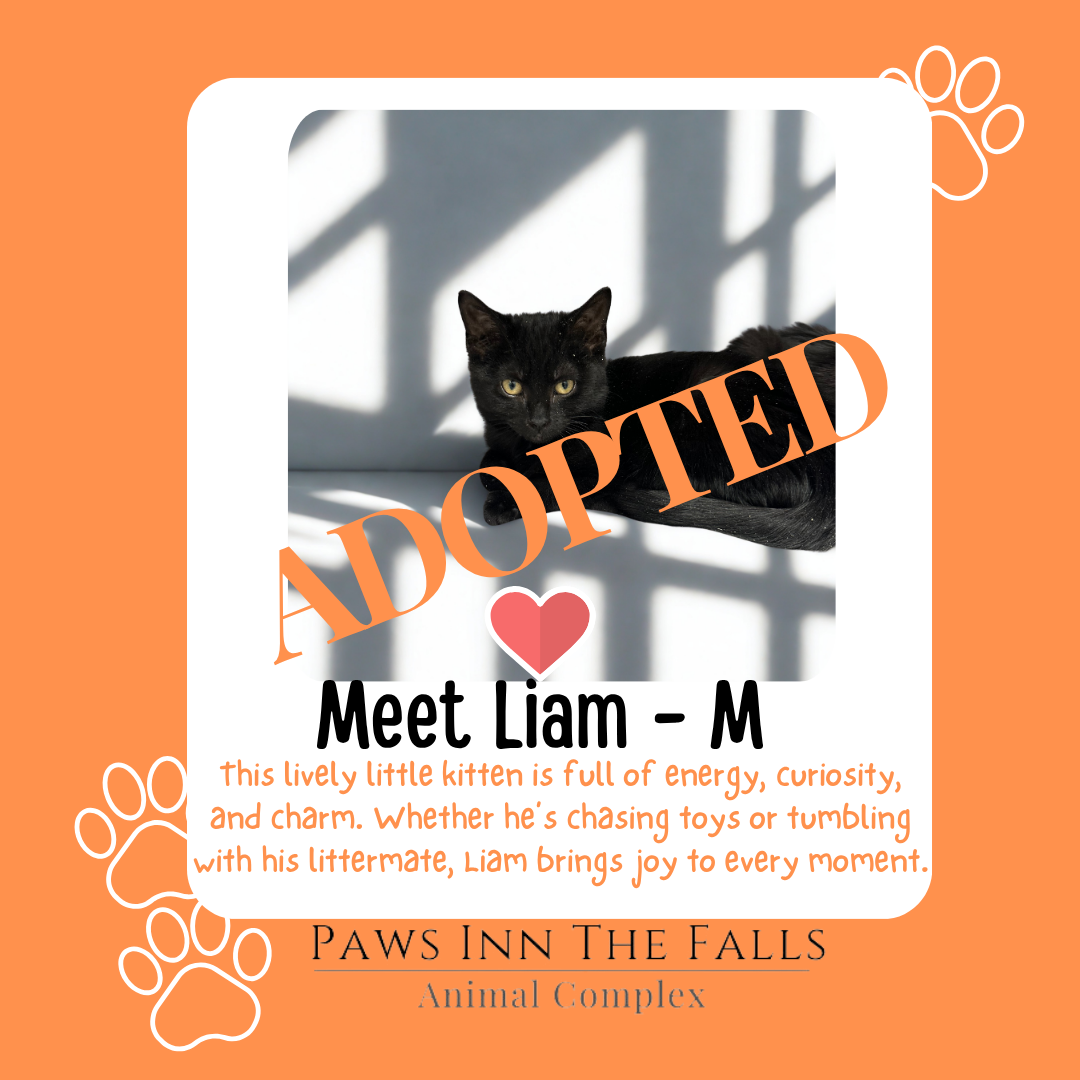 liam adopted.png