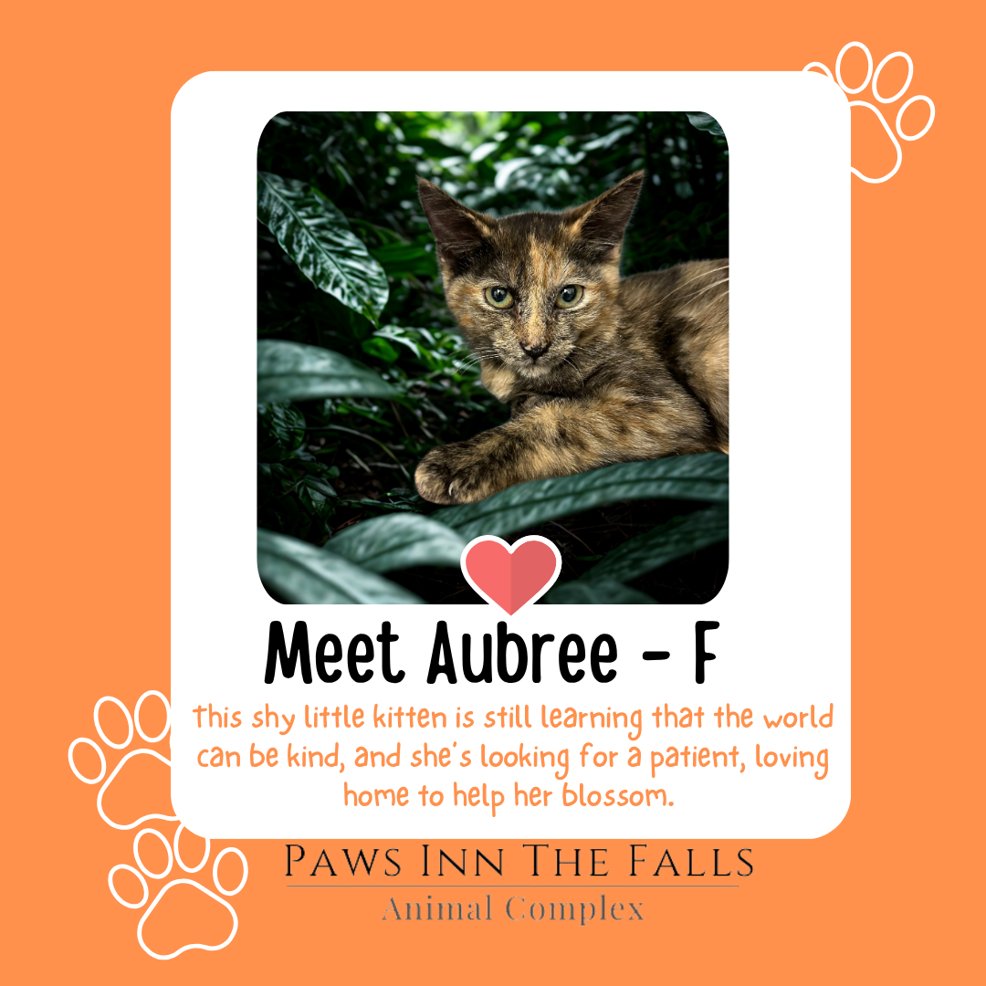 aubree web.png