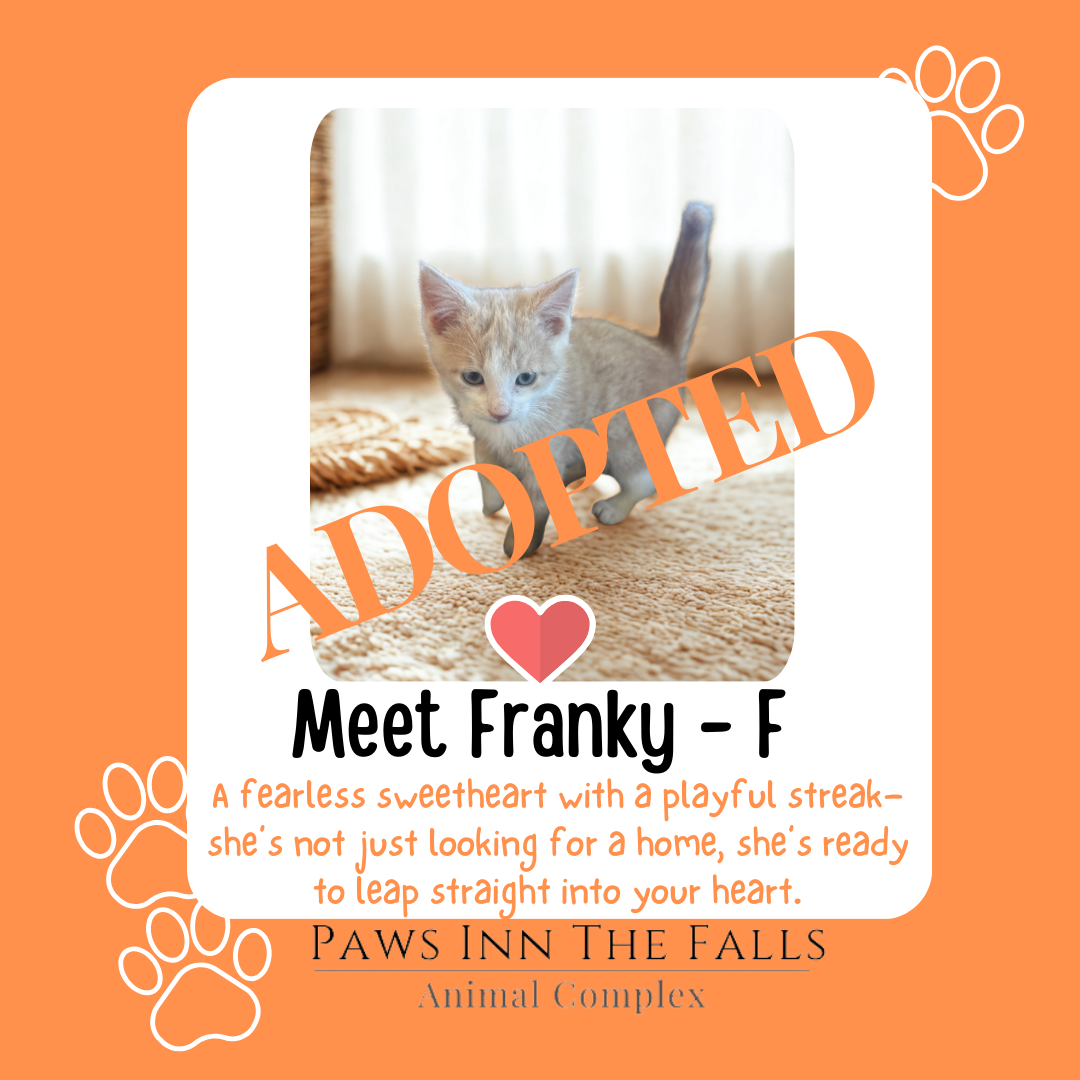 Franky adopted.png