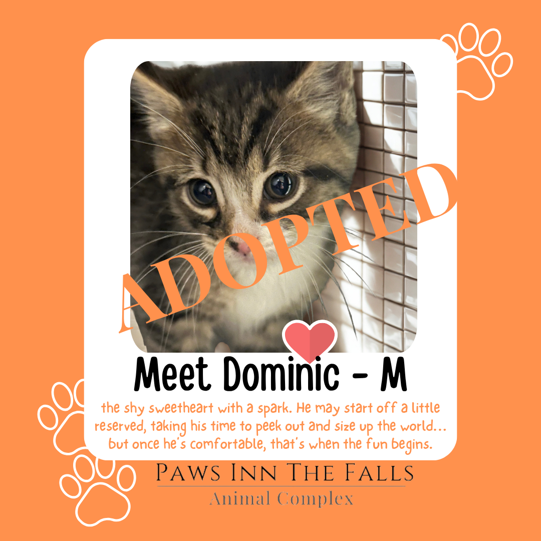 Dominic adopted.png