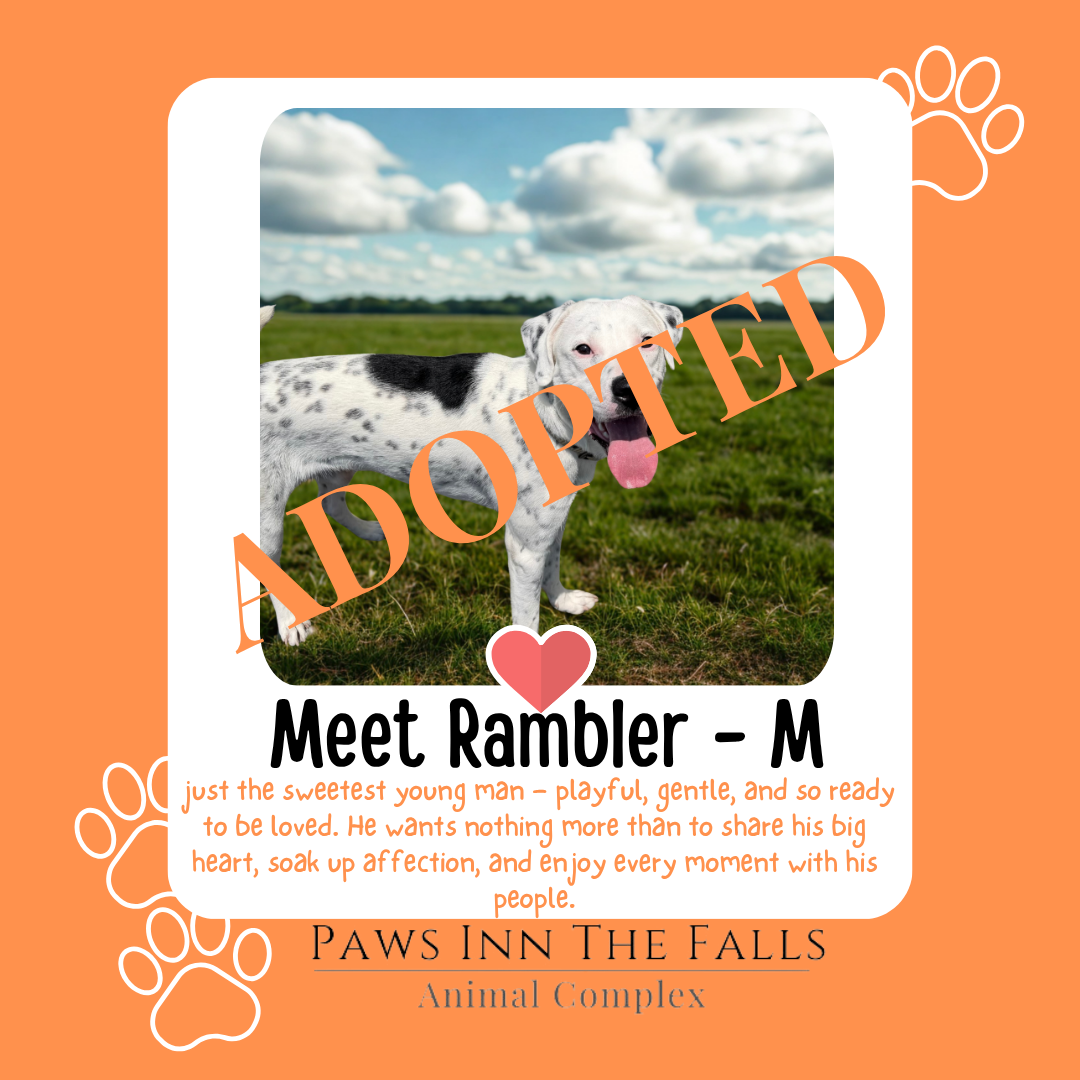 Rambler adopted.png