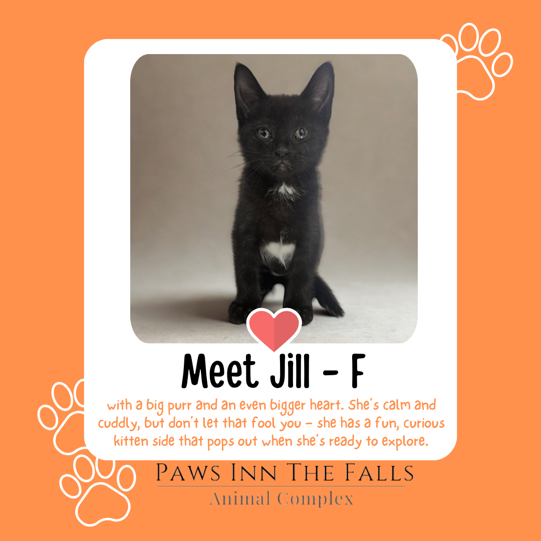 Jill web.png