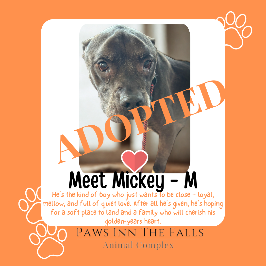 Mickey adopted.png