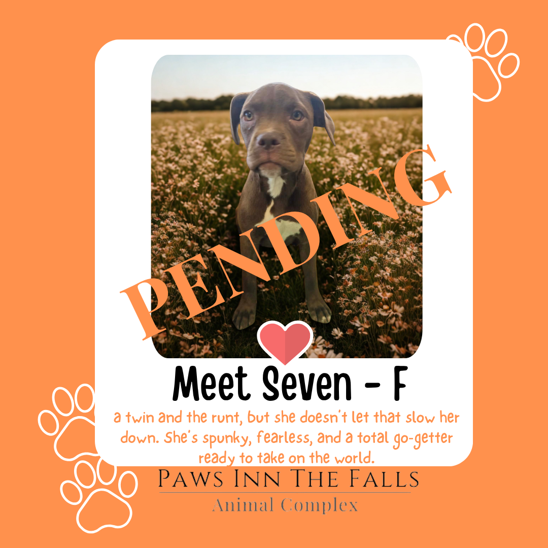 Seven Pending.png