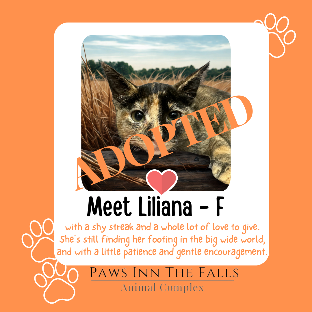 Liliana adopted.png