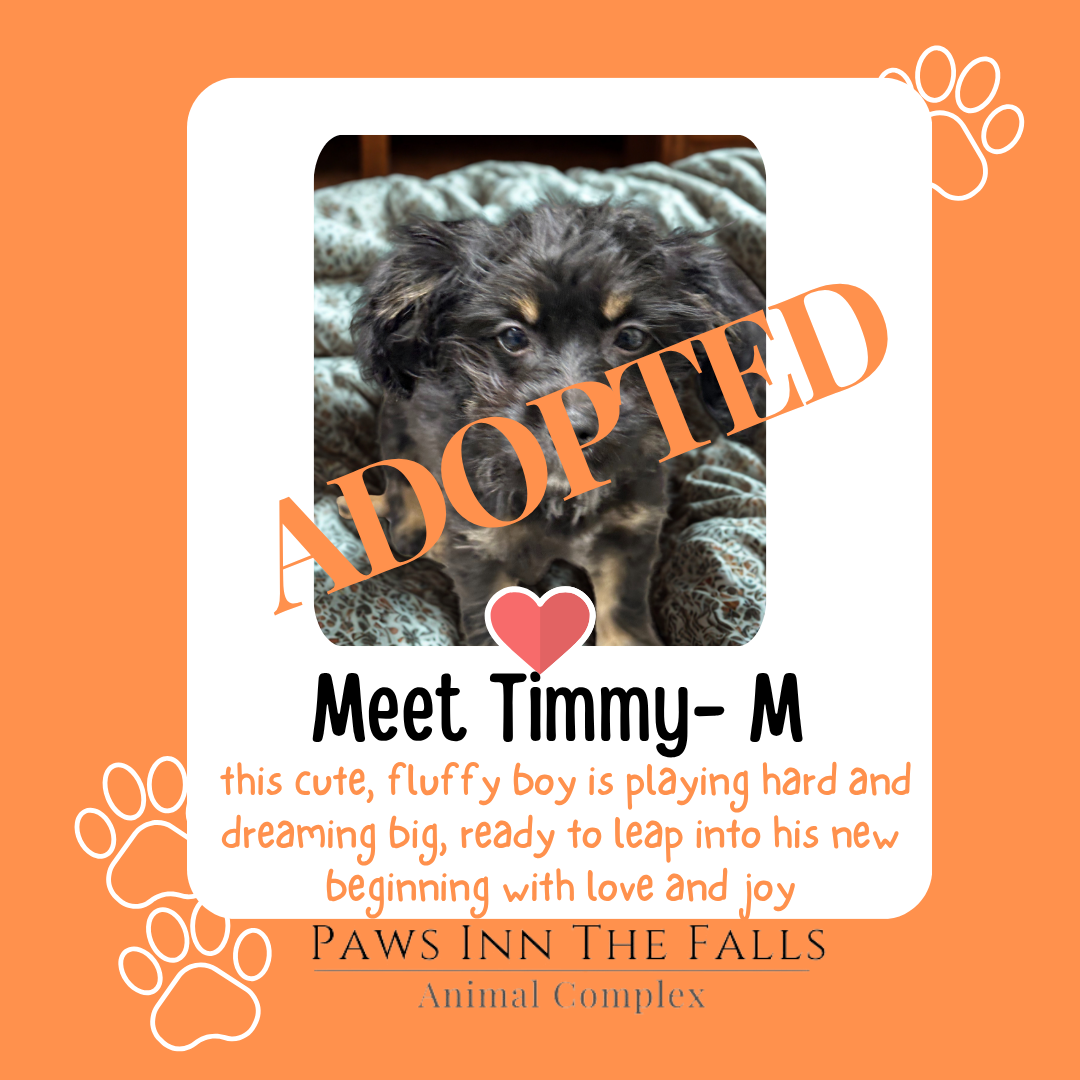 timmy adopted.png