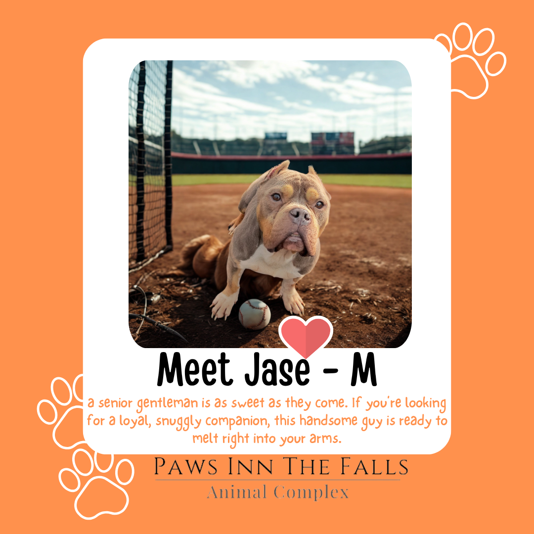 Jase web.png