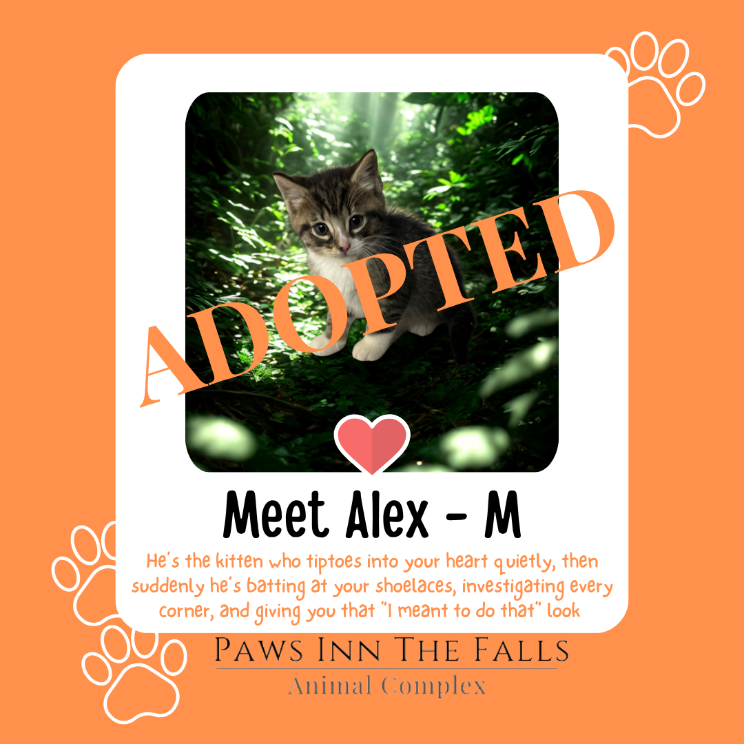 Alex Adopted.png