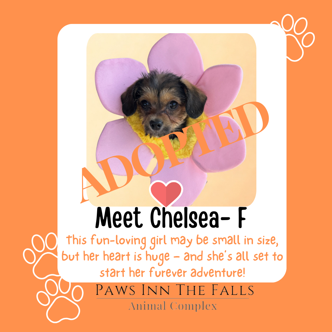 Chelsea adopted.png