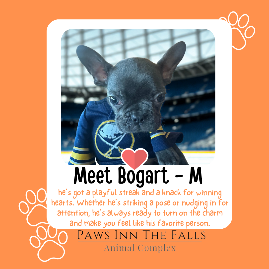 bogart web.png