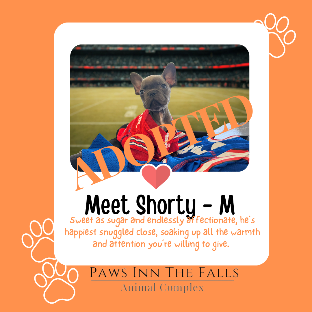 Shorty adopted.png