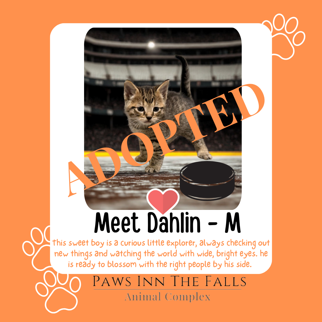 Dahlin adopte.png