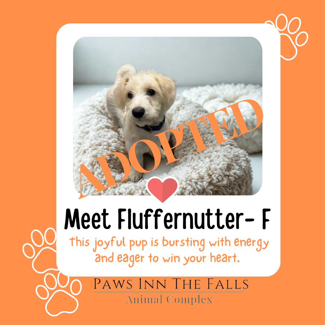 fluff adopted.png