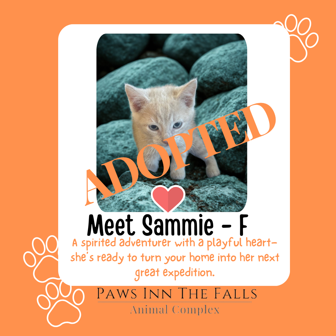 sammie cat adopted.png