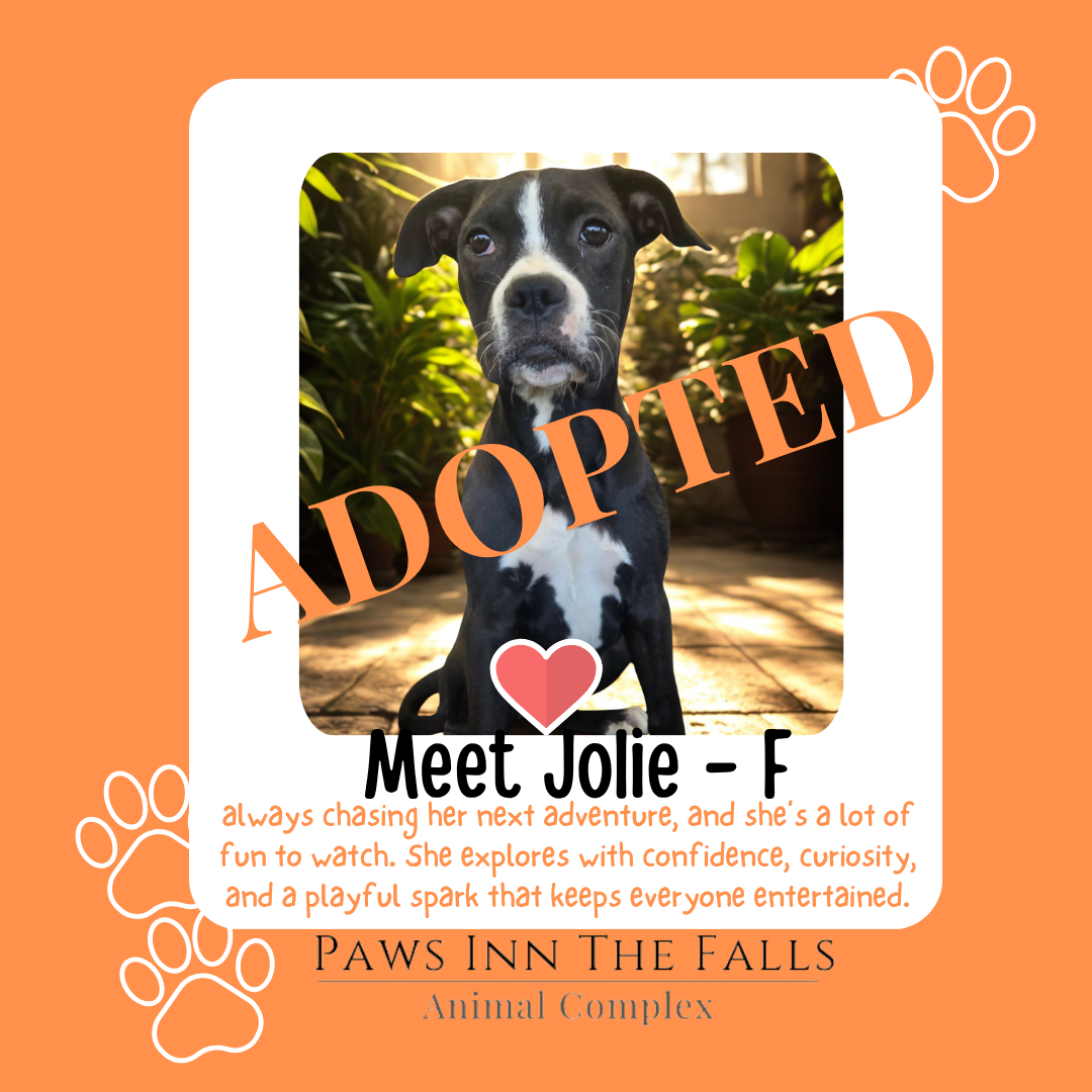 jolie adopted.png