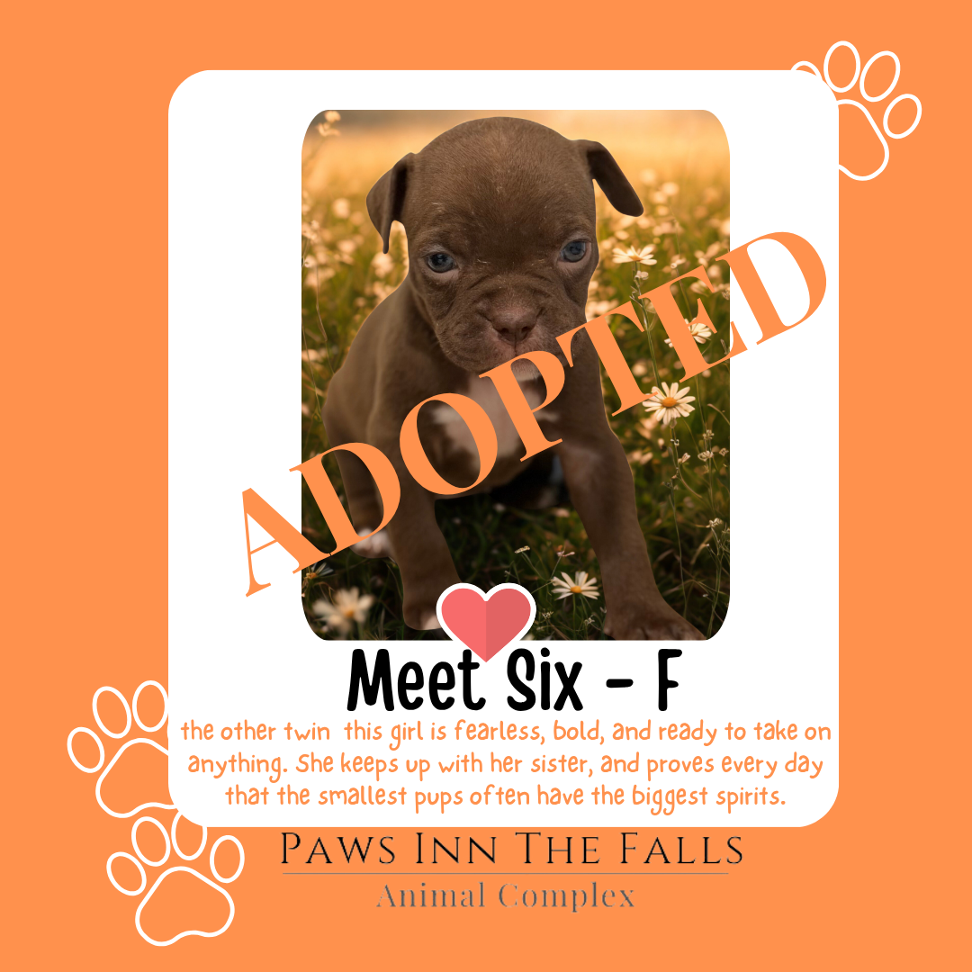 six adopted.png