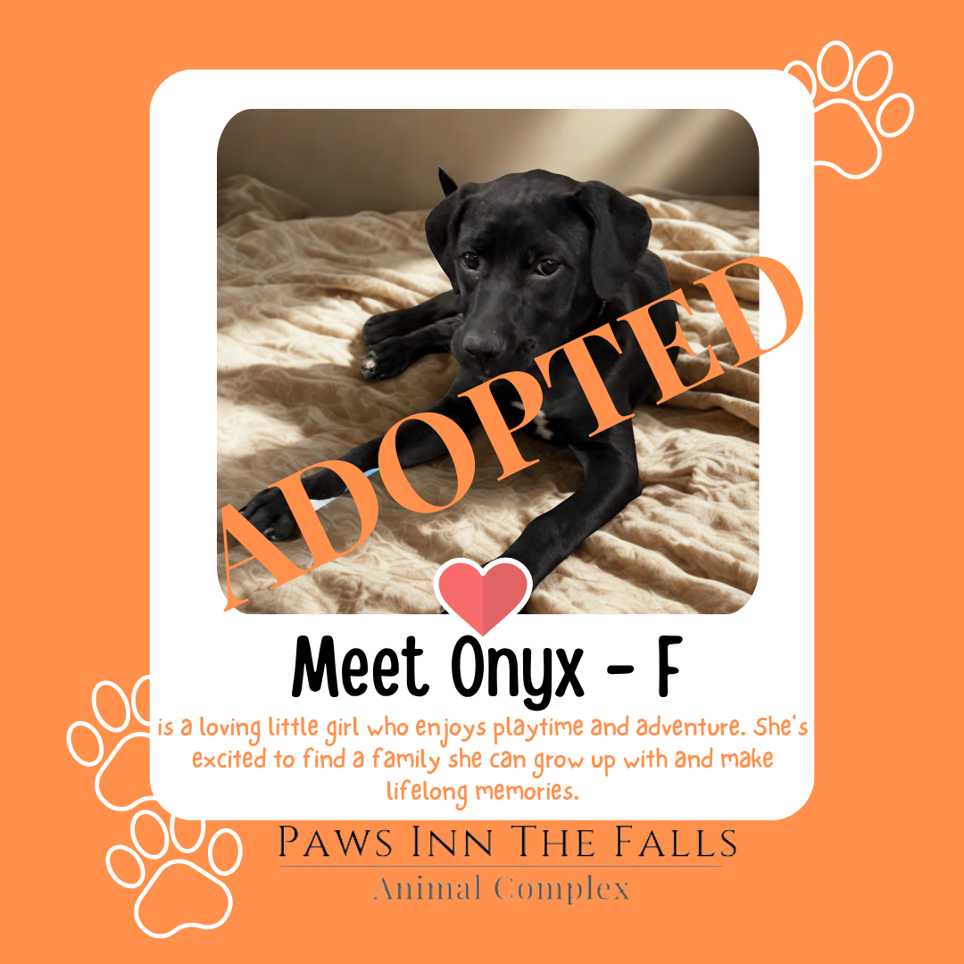 Onyx adopted.png
