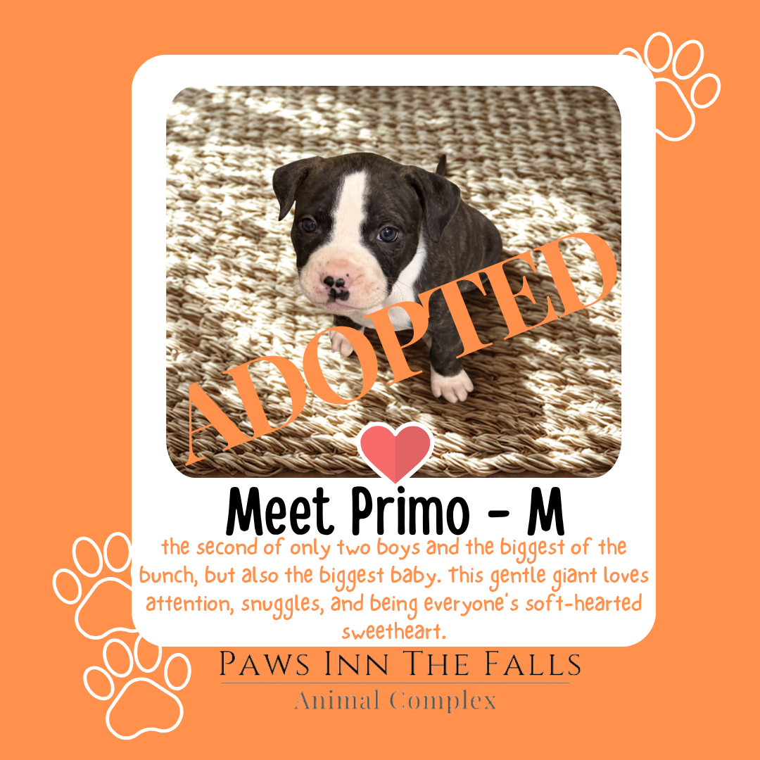 porkchop adopted.png