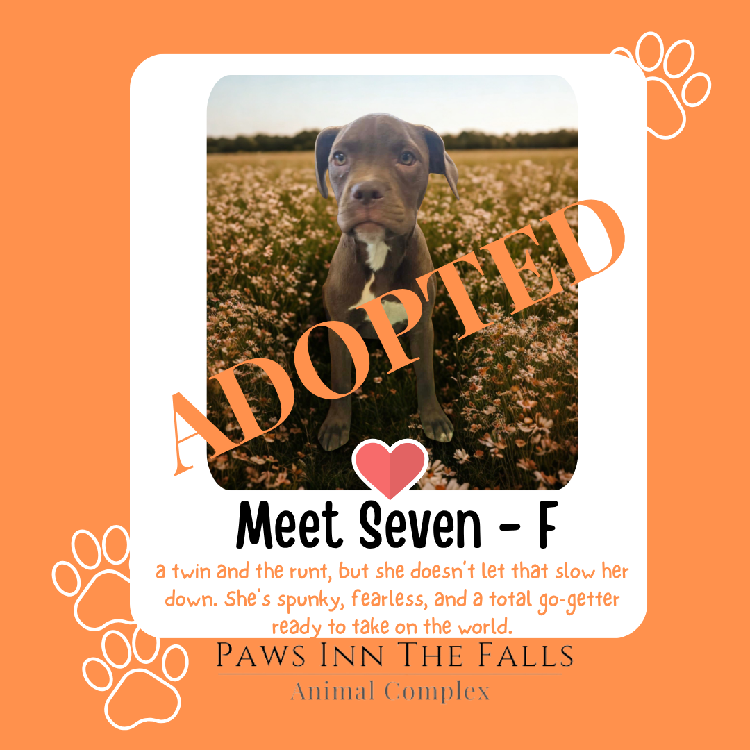 seven adopted.png