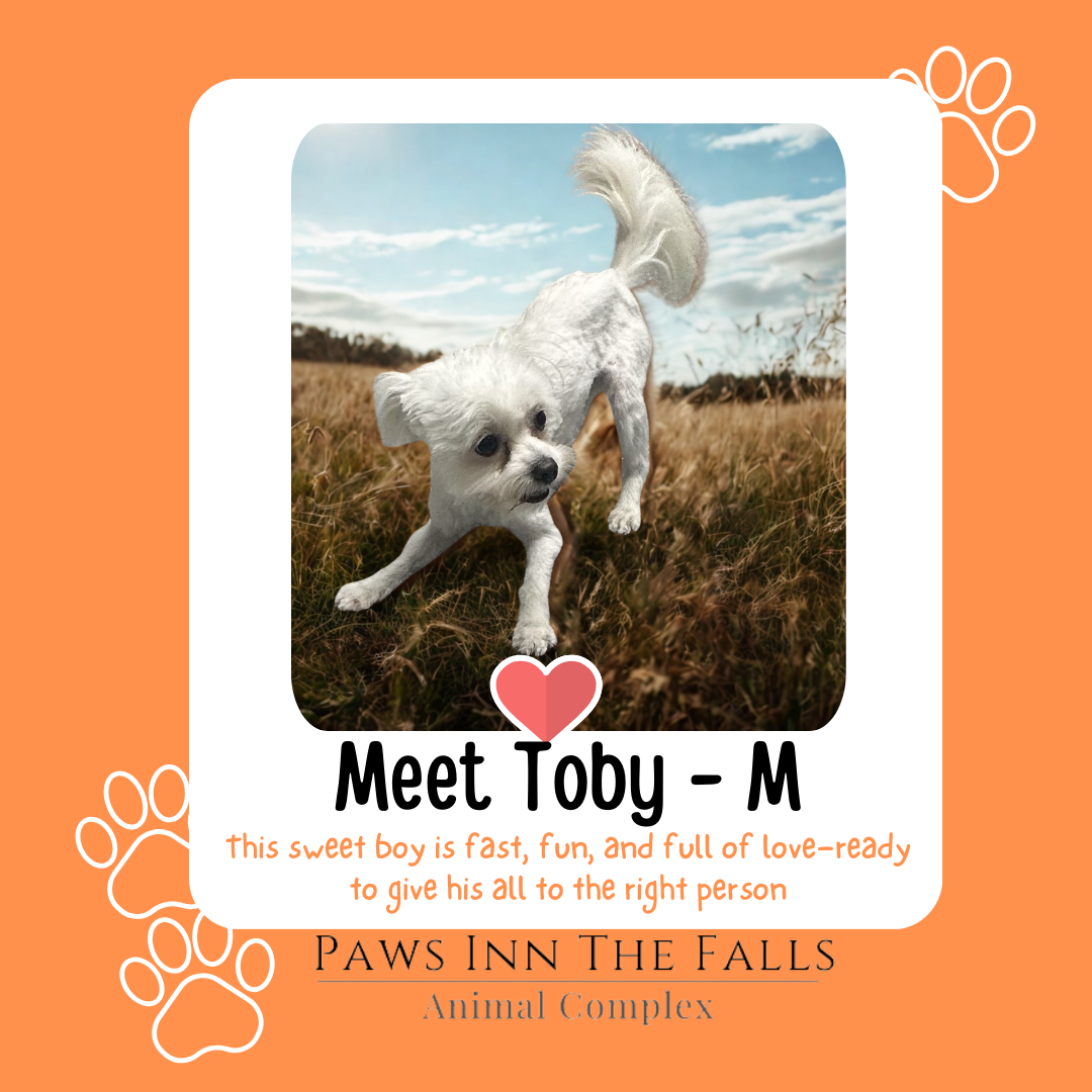 toby web.png