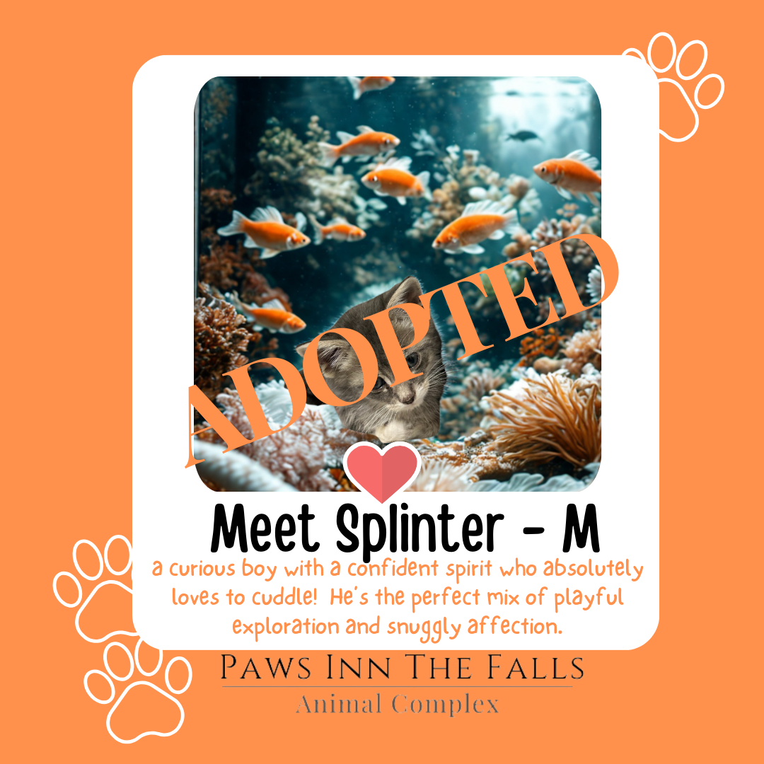 Splinter adopted.png