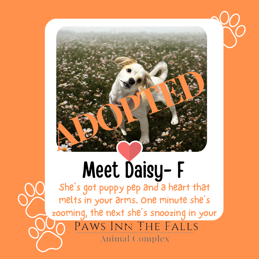 Daisy adopted.png