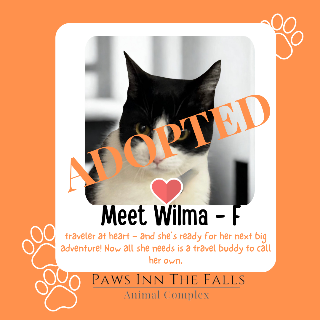 Wilma adopted.png