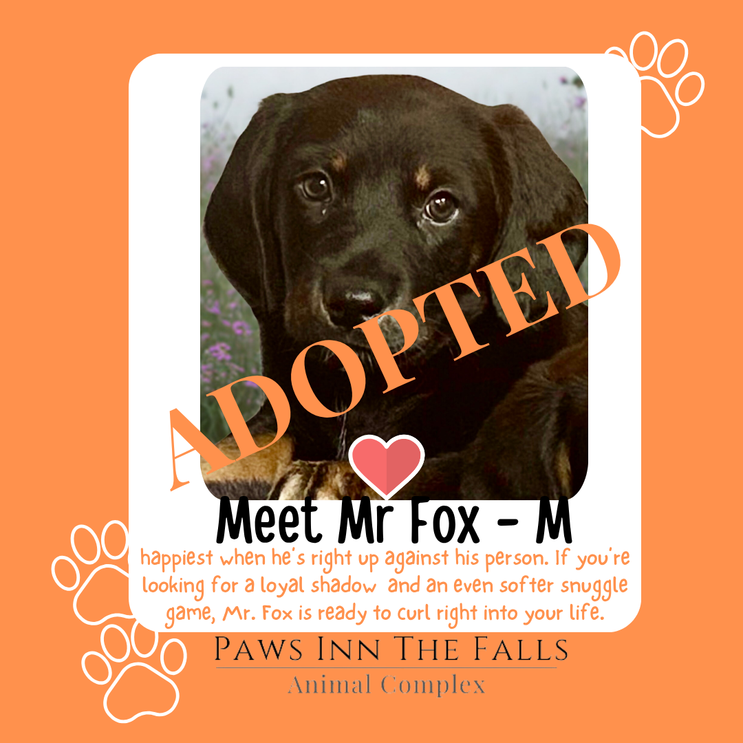 mr fox adopted.png