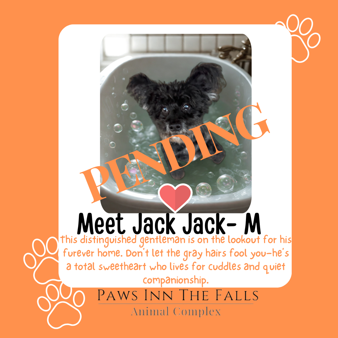 Jack Jack Pending.png