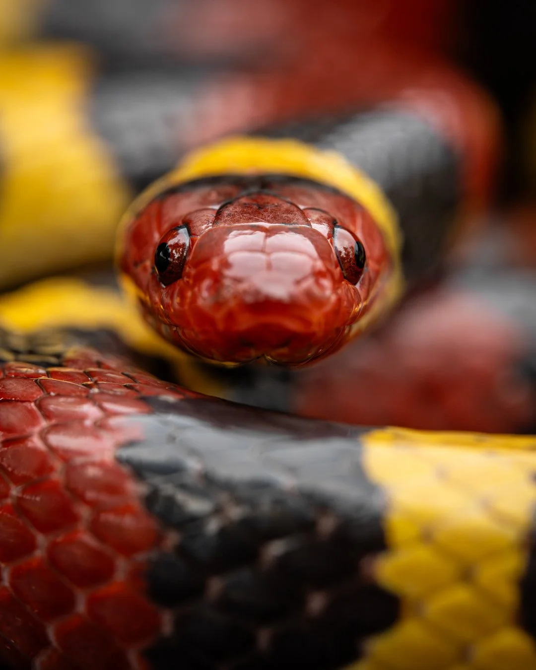 REPTILES