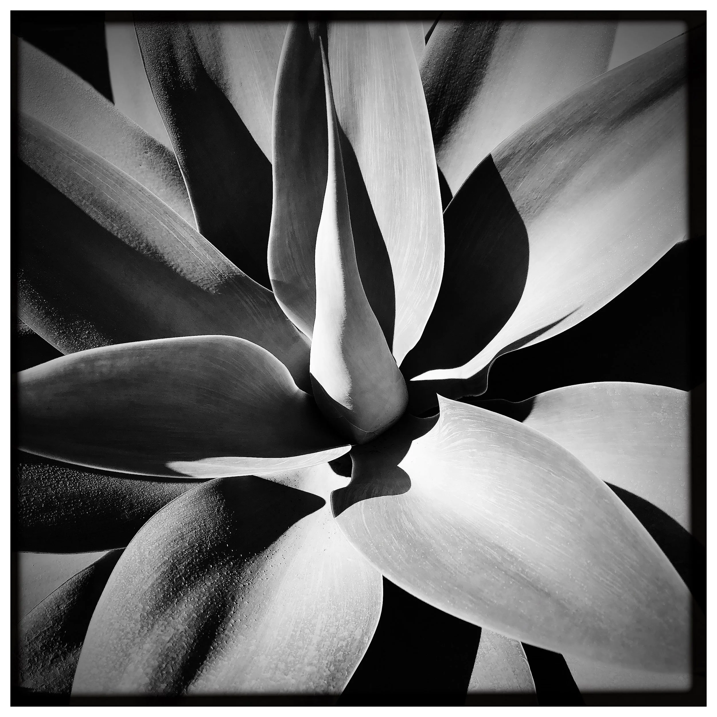 SUCCULENT (B&W)- PRINT SELL 590620115.603175.jpg