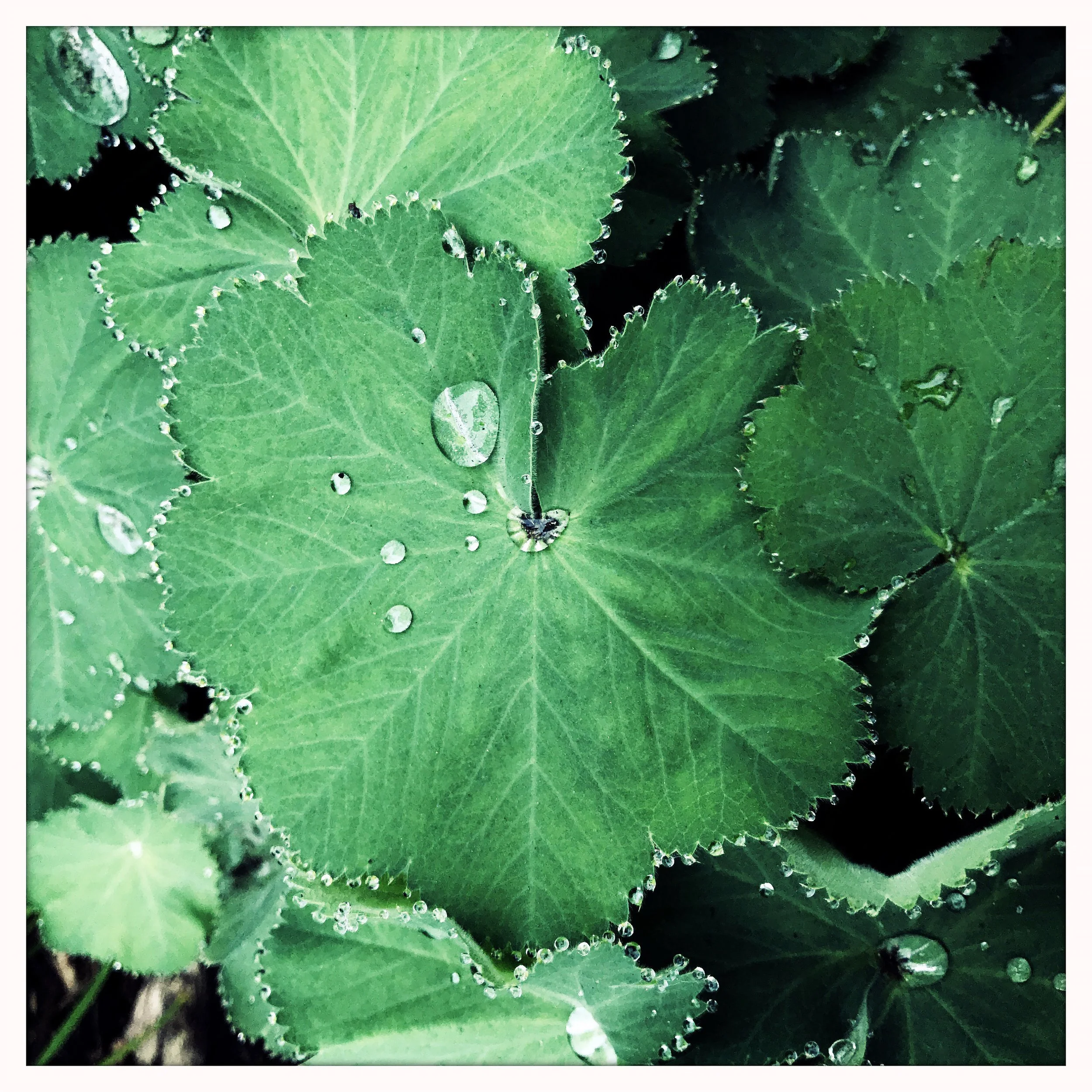 GREEN LEAVES 1- PRINT SELL- 8697.jpg