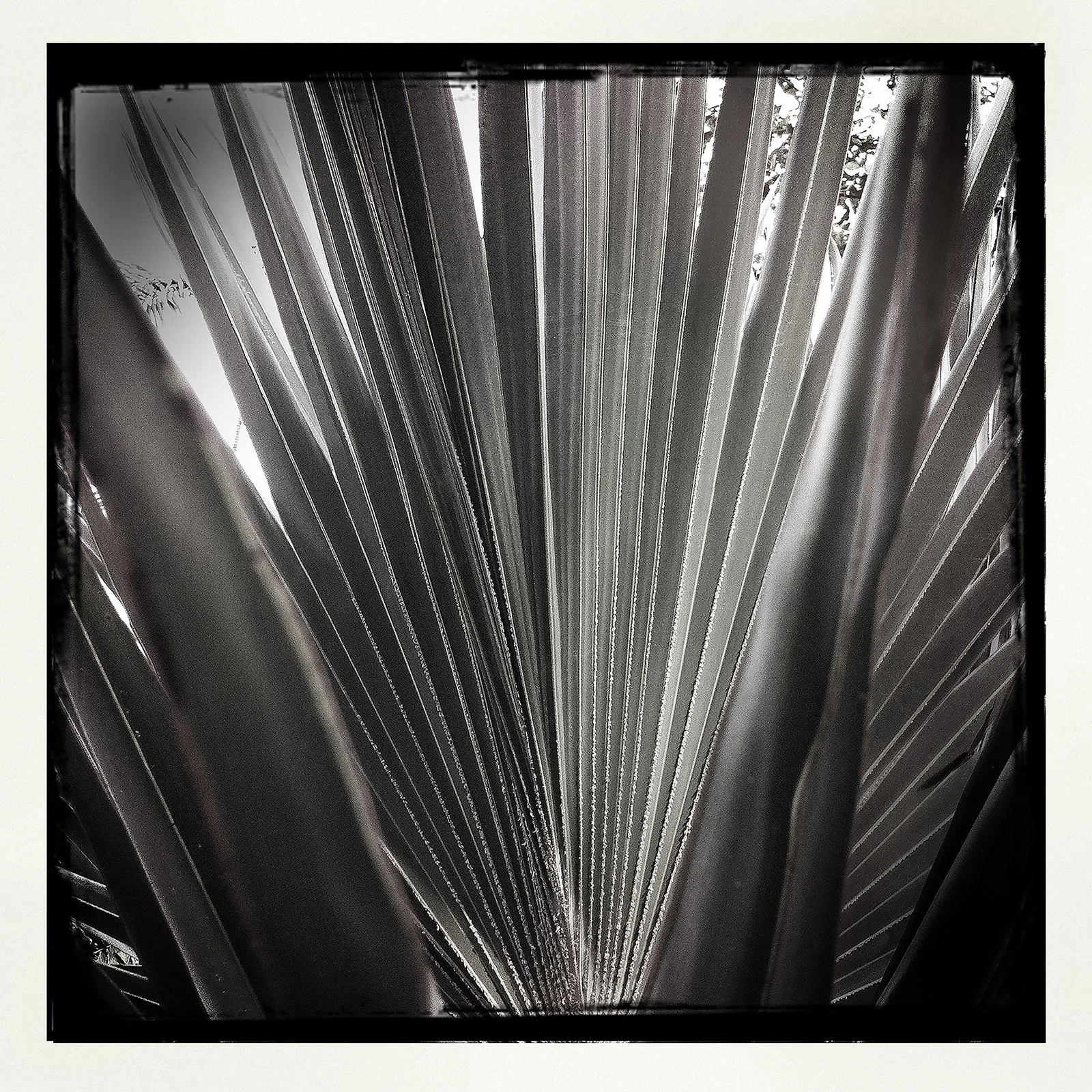 RON REAGAN IMAGING WEBSITE- PALM (B&W) 13- PRINT SELL- 1061.jpg
