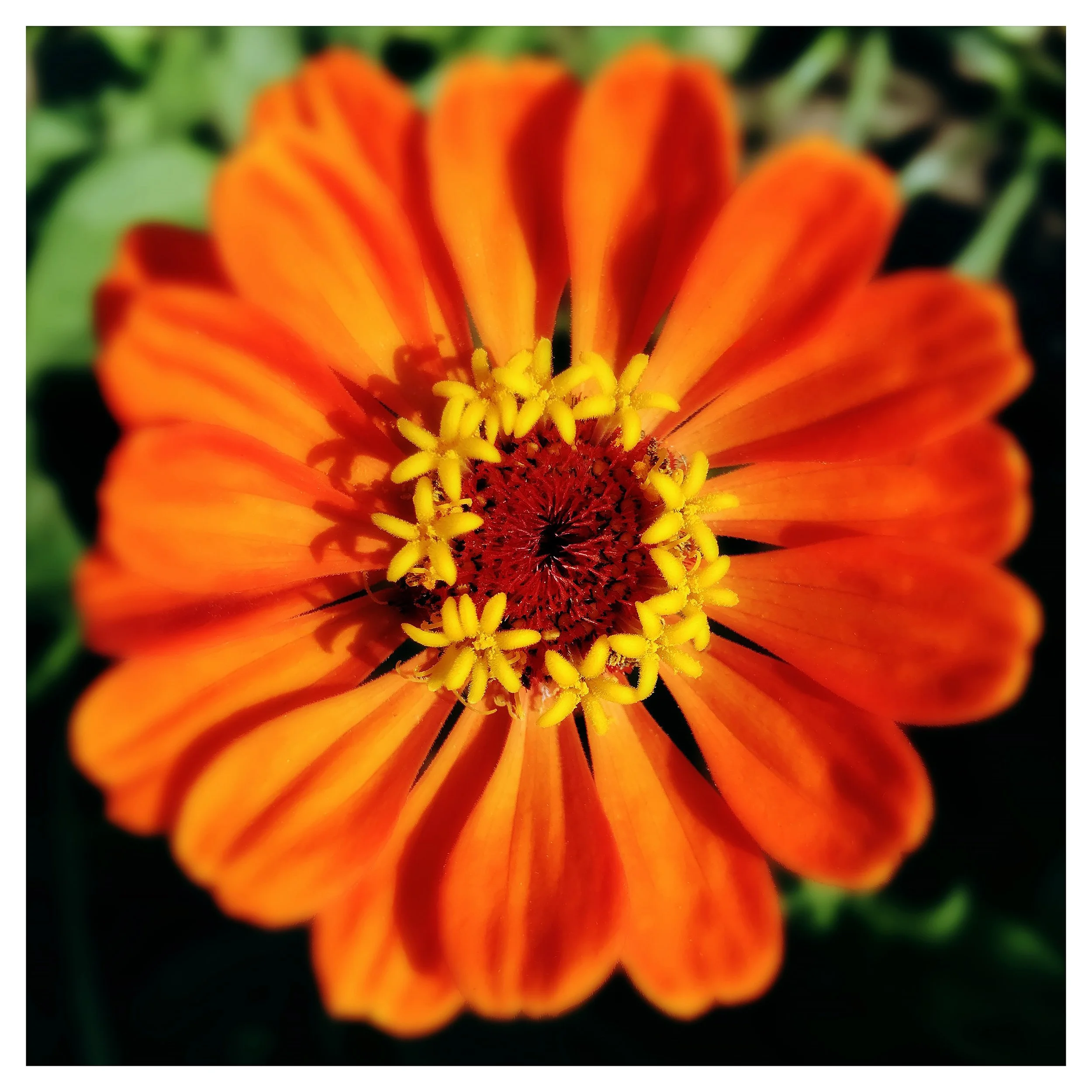 ORANGE PERUVIAN ZINNIA- SELL PRINT- 527545333.400848.jpg