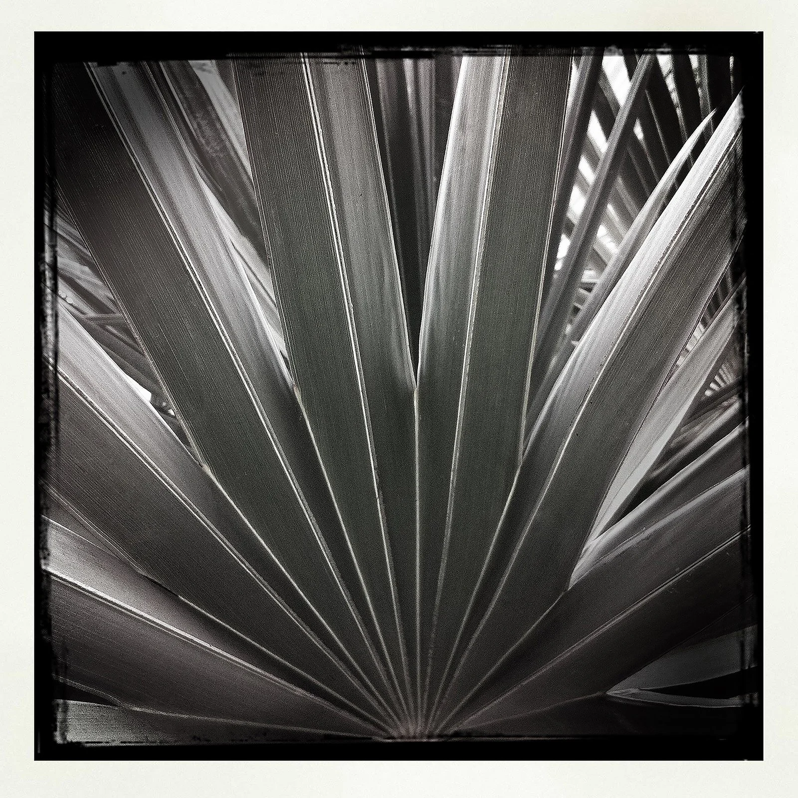 RON REAGAN IMAGING WEBSITE- PALM (B&W) 10- PRINT SELL-1059.jpg